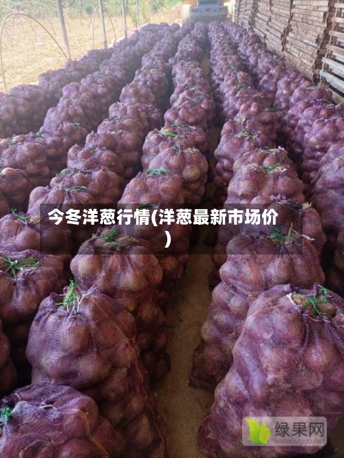 今冬洋葱行情(洋葱最新市场价)