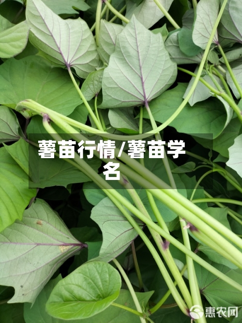 薯苗行情/薯苗学名-第1张图片