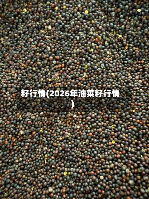 籽行情(2026年油菜籽行情)-第3张图片