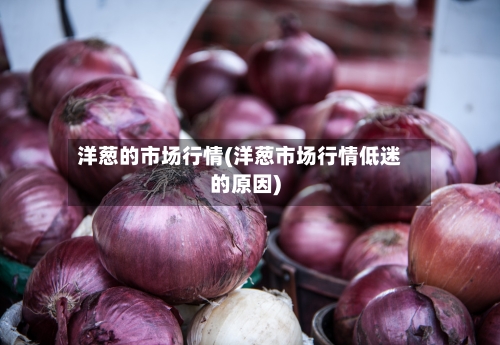 洋葱的市场行情(洋葱市场行情低迷的原因)-第1张图片