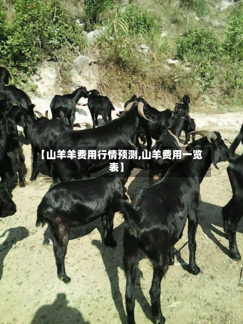 【山羊羊费用行情预测,山羊费用一览表】-第3张图片