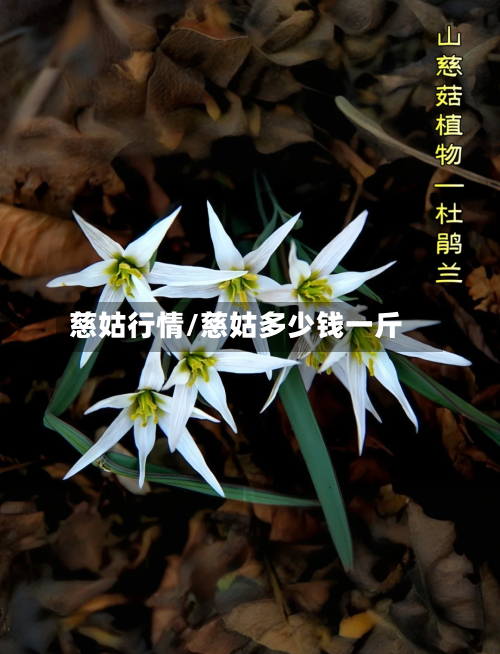 慈姑行情/慈姑多少钱一斤-第2张图片
