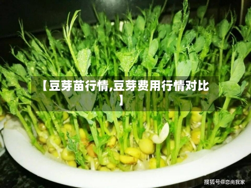 【豆芽苗行情,豆芽费用行情对比】-第1张图片