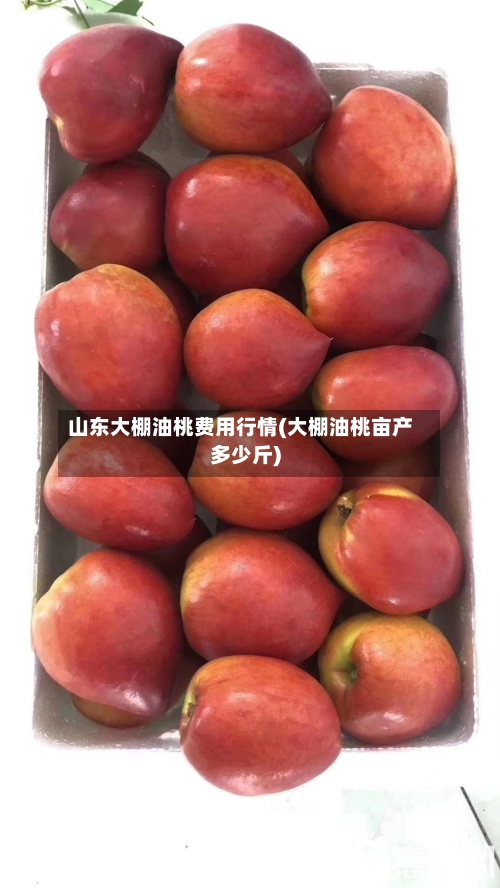 山东大棚油桃费用行情(大棚油桃亩产多少斤)-第1张图片