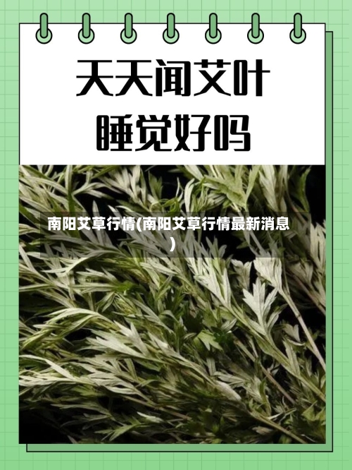 南阳艾草行情(南阳艾草行情最新消息)-第2张图片