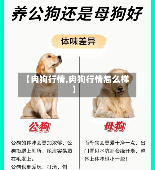 【肉狗行情,肉狗行情怎么样】-第1张图片