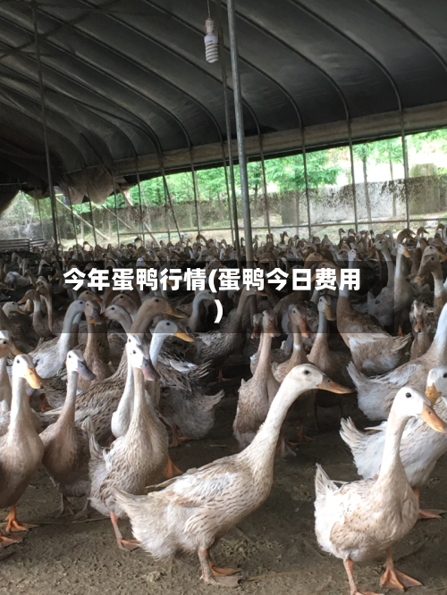 今年蛋鸭行情(蛋鸭今日费用)-第2张图片