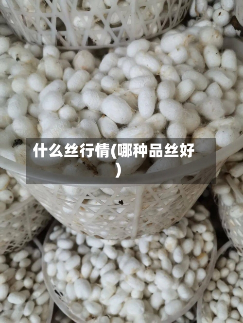 什么丝行情(哪种品丝好)-第2张图片