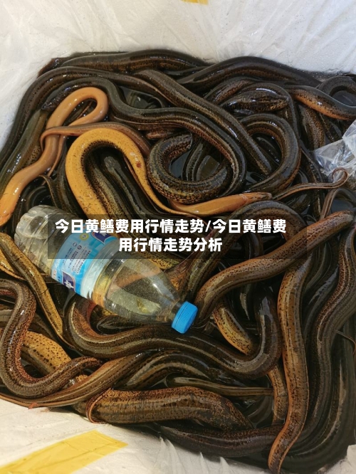 今日黄鳝费用行情走势/今日黄鳝费用行情走势分析-第3张图片