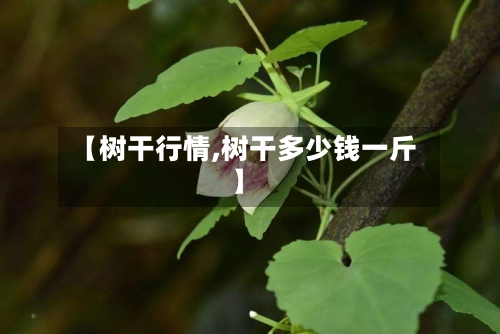 【树干行情,树干多少钱一斤】-第2张图片