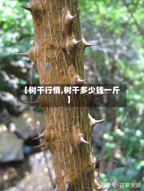 【树干行情,树干多少钱一斤】-第3张图片