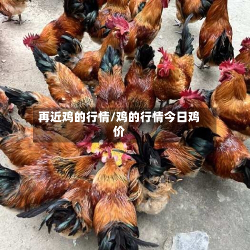 再近鸡的行情/鸡的行情今日鸡价-第2张图片