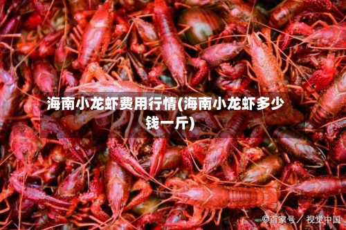 海南小龙虾费用行情(海南小龙虾多少钱一斤)-第1张图片