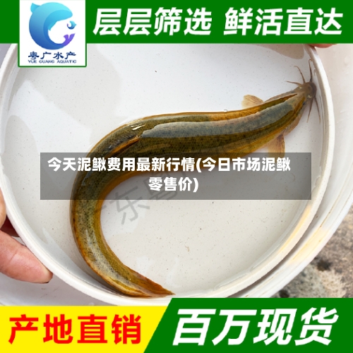 今天泥鳅费用最新行情(今日市场泥鳅零售价)-第2张图片