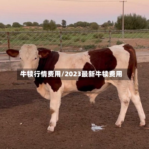 牛犊行情费用/2023最新牛犊费用-第2张图片