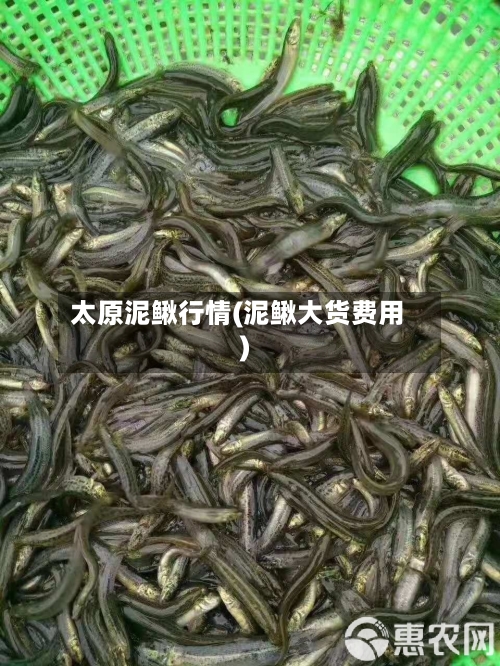 太原泥鳅行情(泥鳅大货费用)-第2张图片