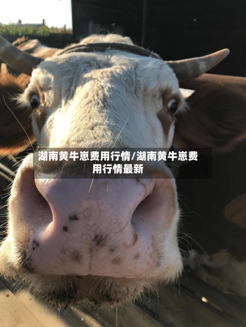 湖南黄牛崽费用行情/湖南黄牛崽费用行情最新-第3张图片