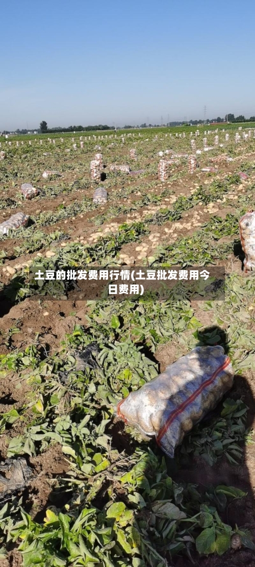 土豆的批发费用行情(土豆批发费用今日费用)-第2张图片