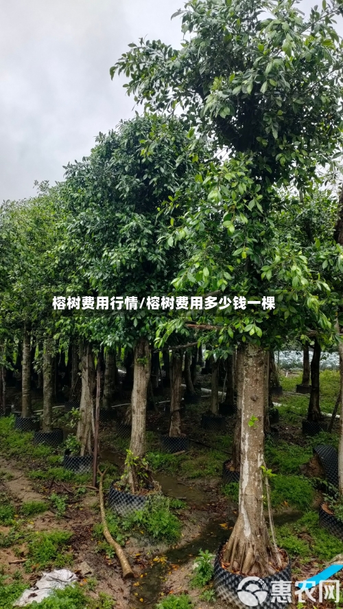 榕树费用行情/榕树费用多少钱一棵-第2张图片